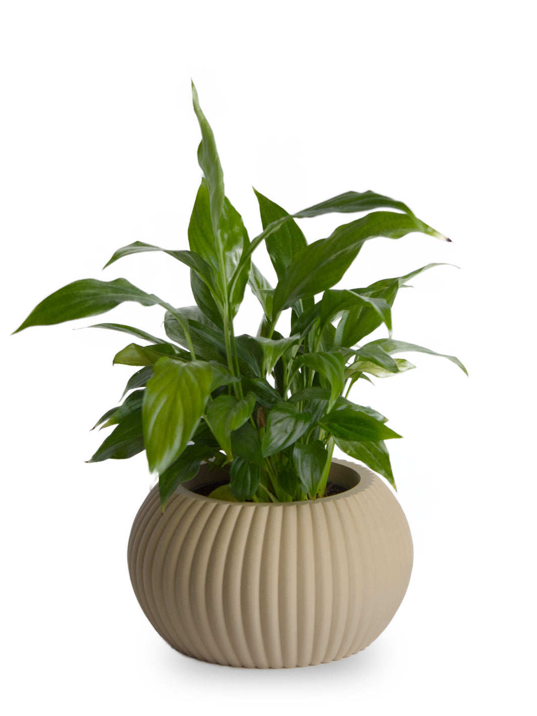Makai Pot