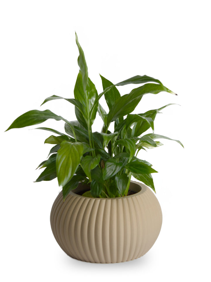 Makai Pot